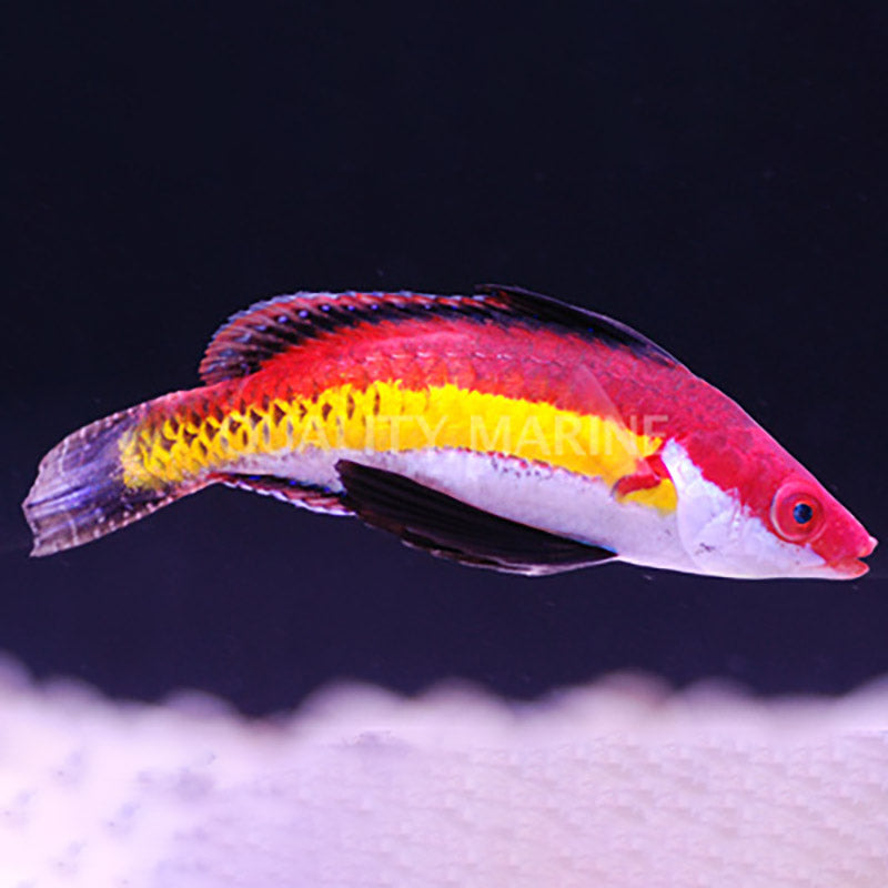 Naoko's Fairy Wrasse