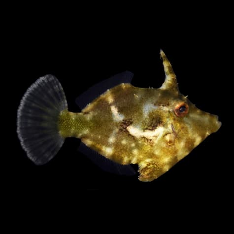 Captive Bred Matted Filefish