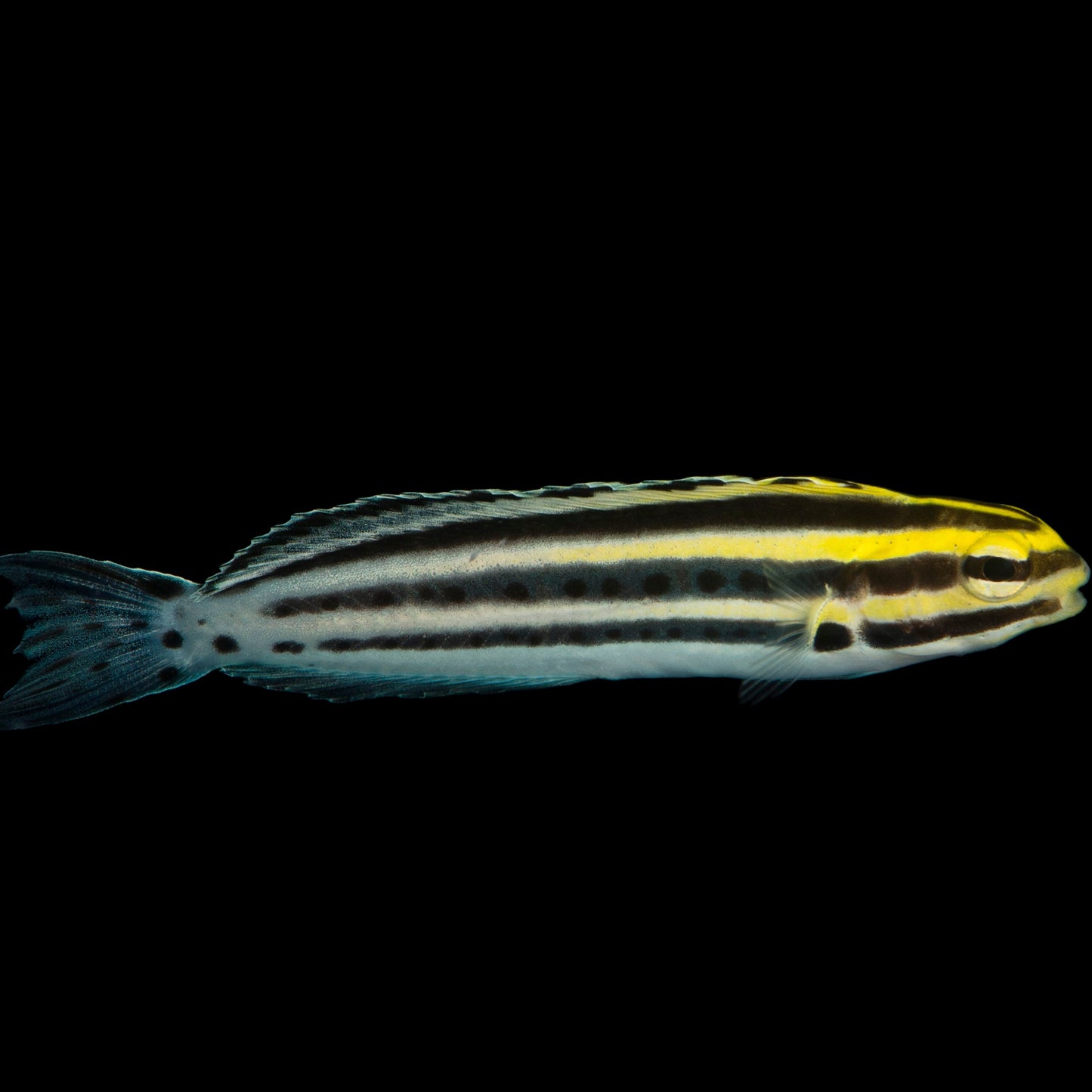 Captive Bred Striped Blenny