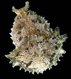 Sea Hare