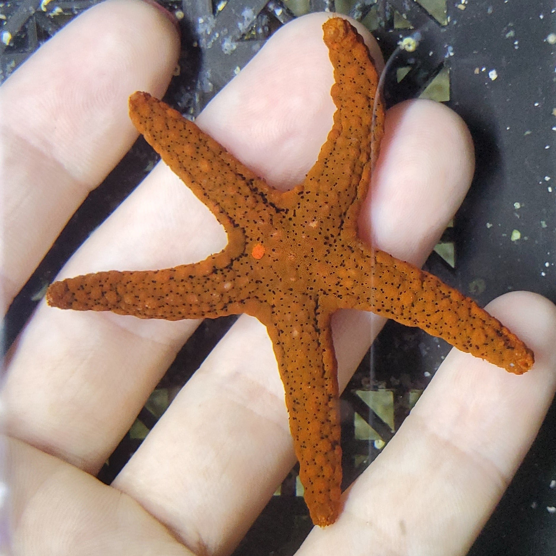Rusty Fromia Starfish