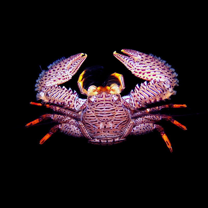 Porcelain Crab