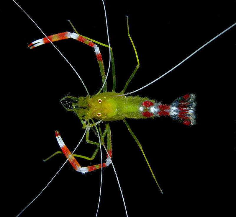 Gold Coral Banded Shrimp