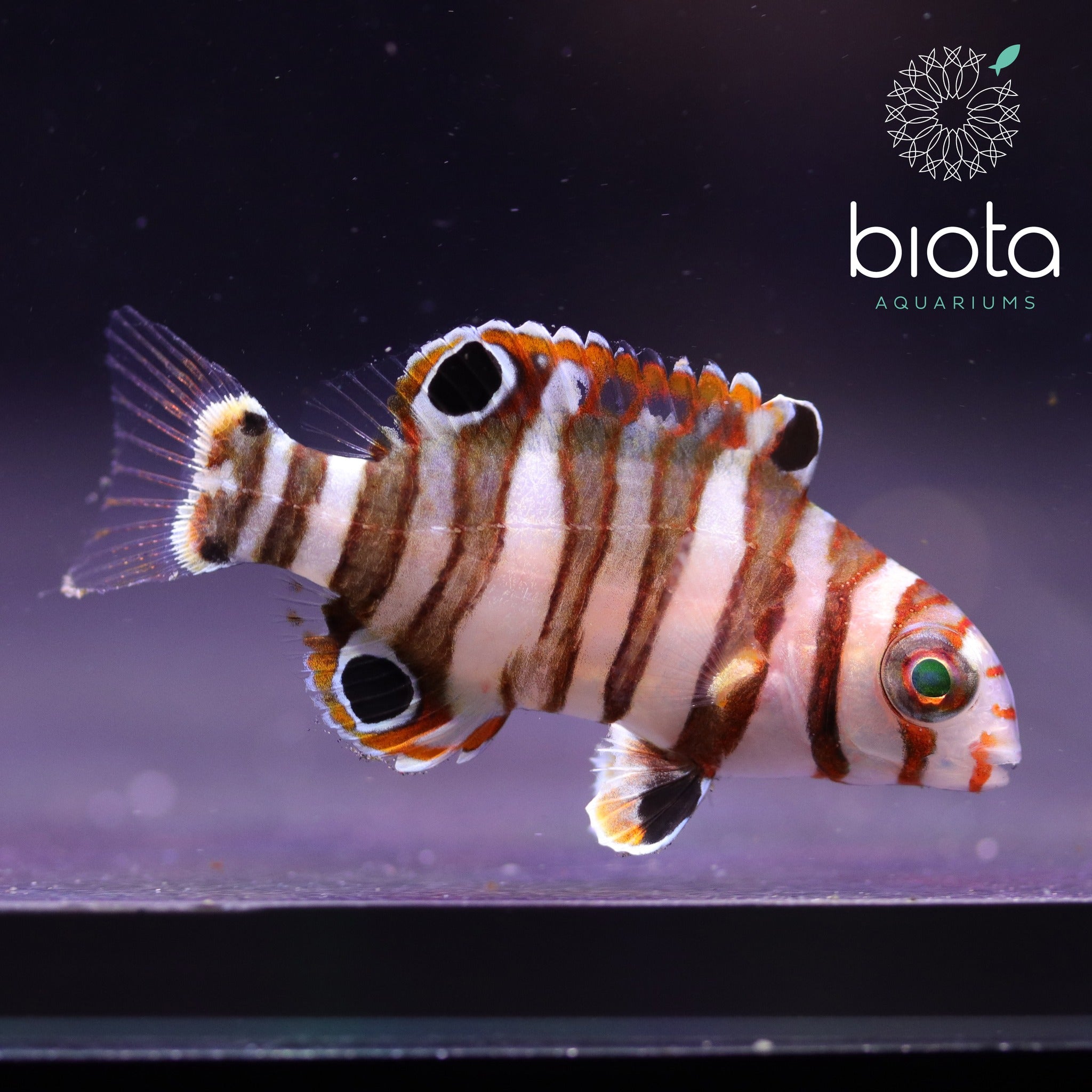 Captive Bred Australian Harlequin Tusk