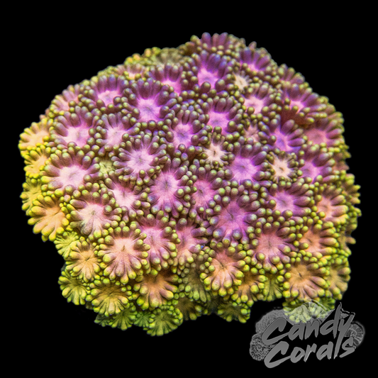 Mini Ultra Yellow with Pink Centred Goniopora Colony