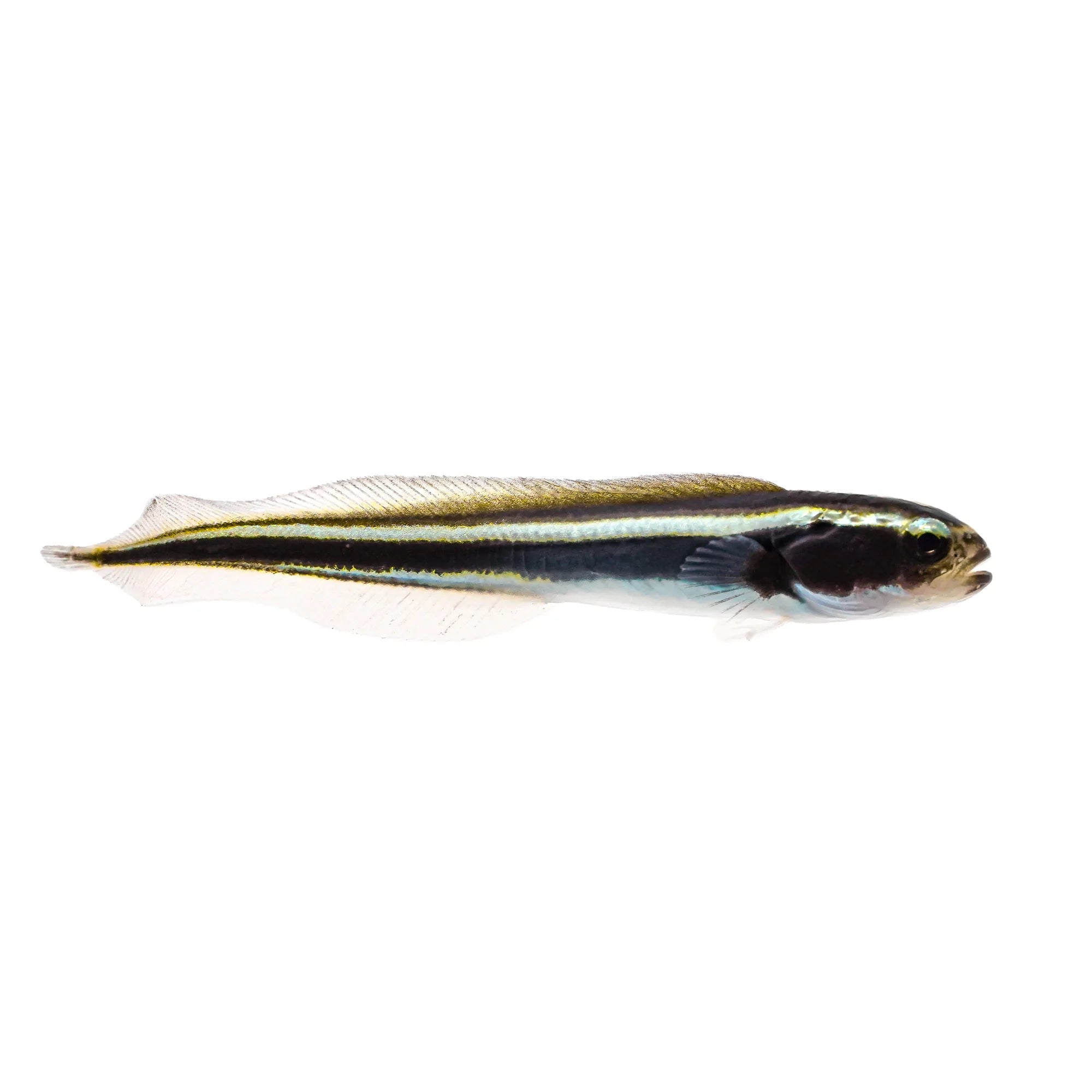 Engineer Goby