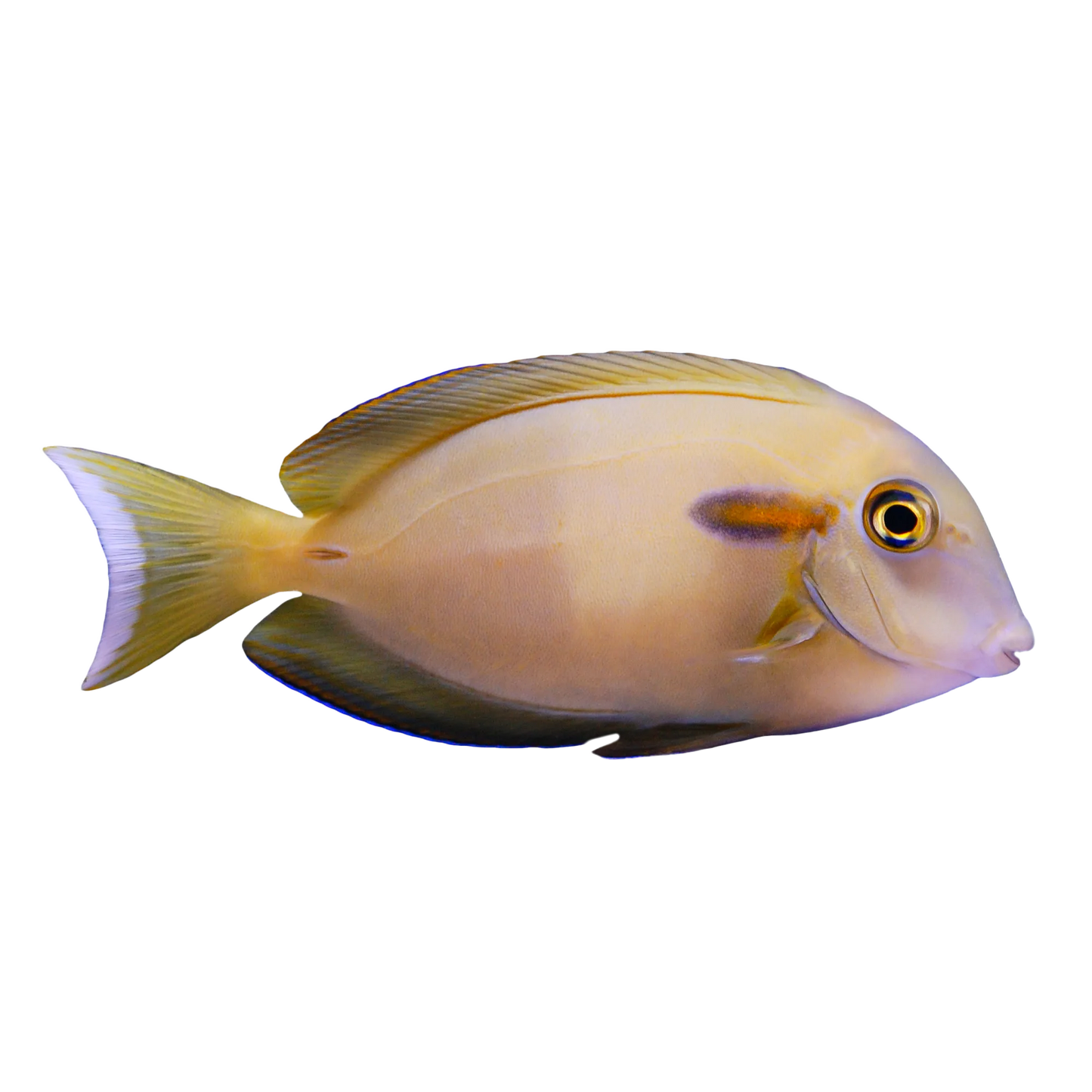 Orange Shoulder Tang