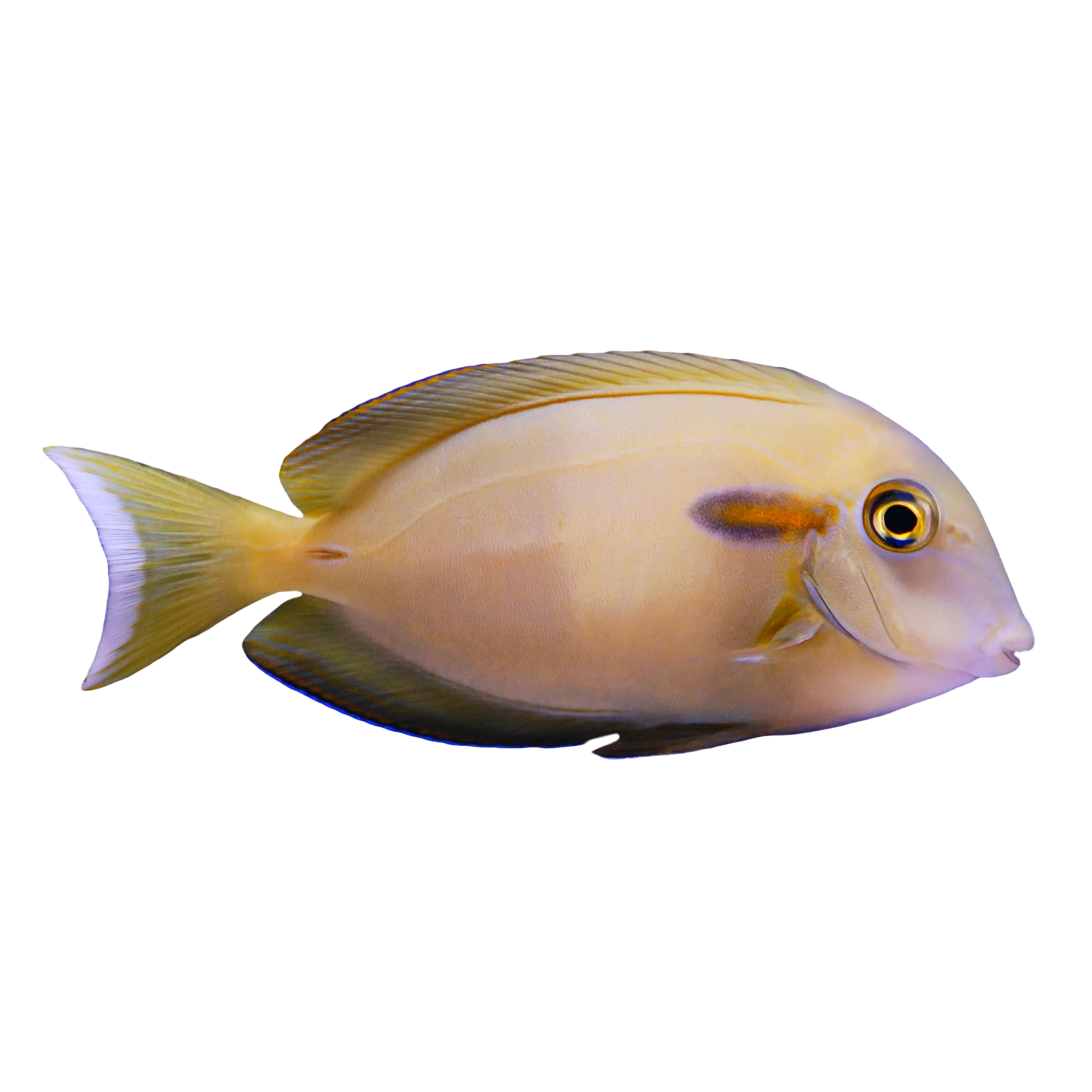 Orange Shoulder Tang