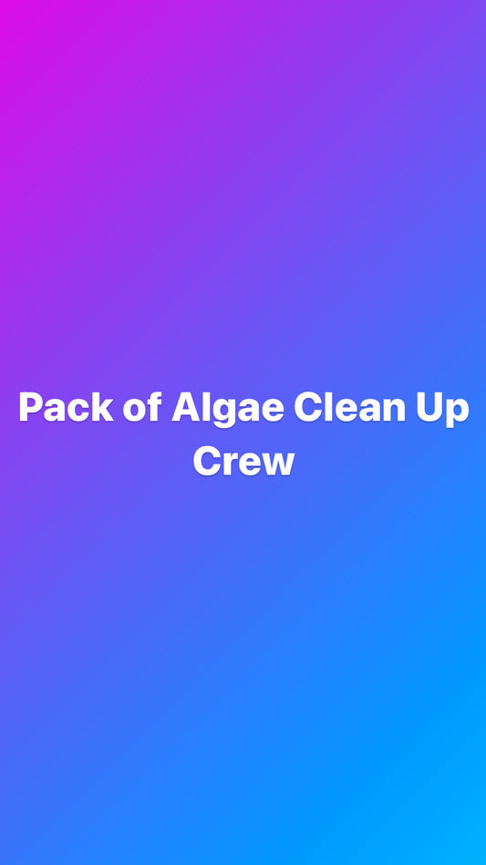 Pack of Algae Clean Up Crew