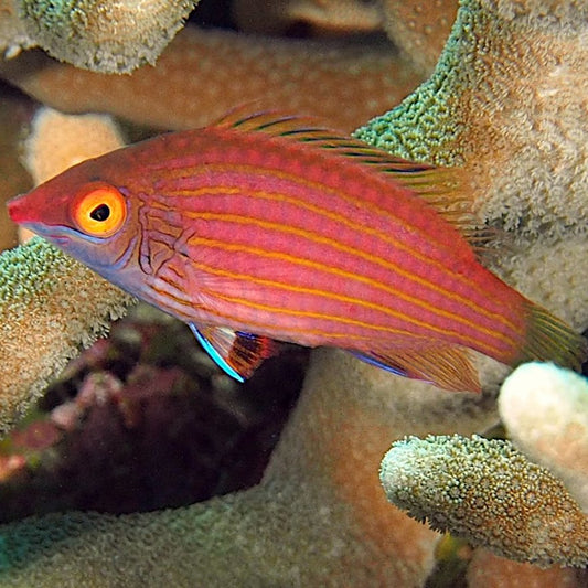 Pink Streaked Wrasse