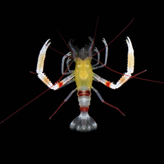 Zanzibar Coral Banded Shrimp