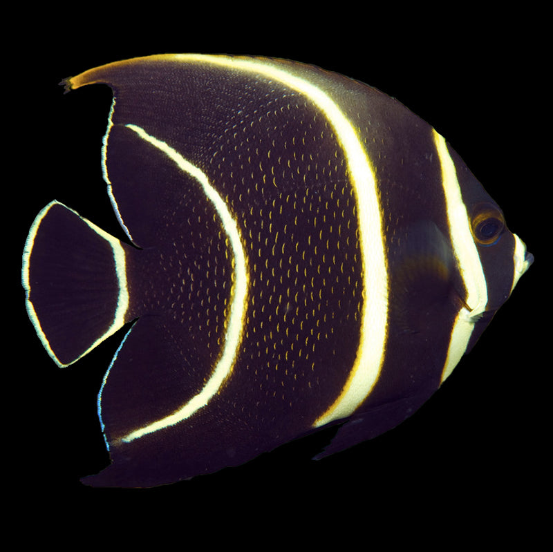 Black Angelfish