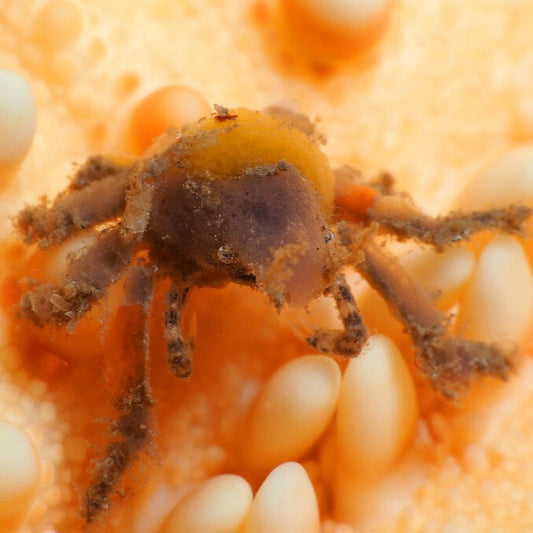 Sponge Decorator Crab