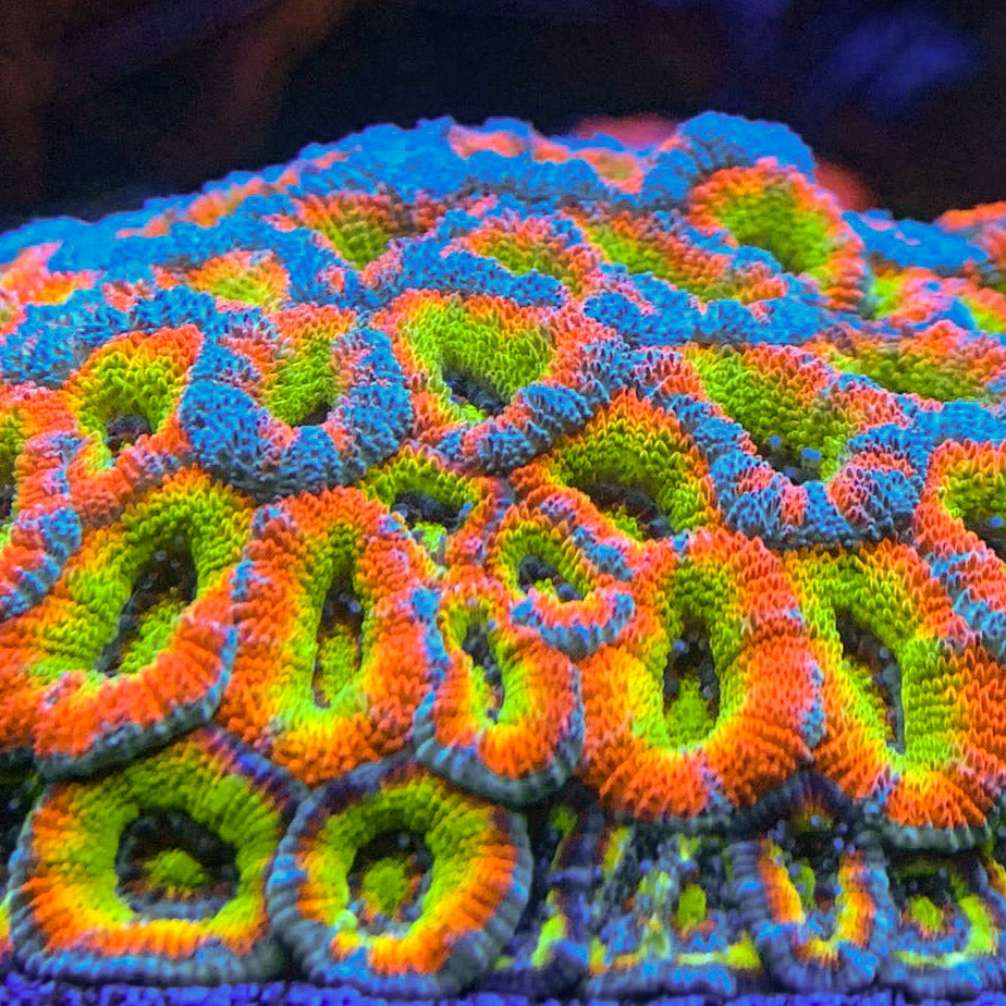 Rainbow acan hot sale coral care