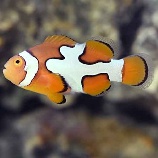 Captive Bred Picasso Clownfish