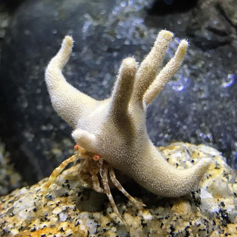 Staghorn Hermit Crab