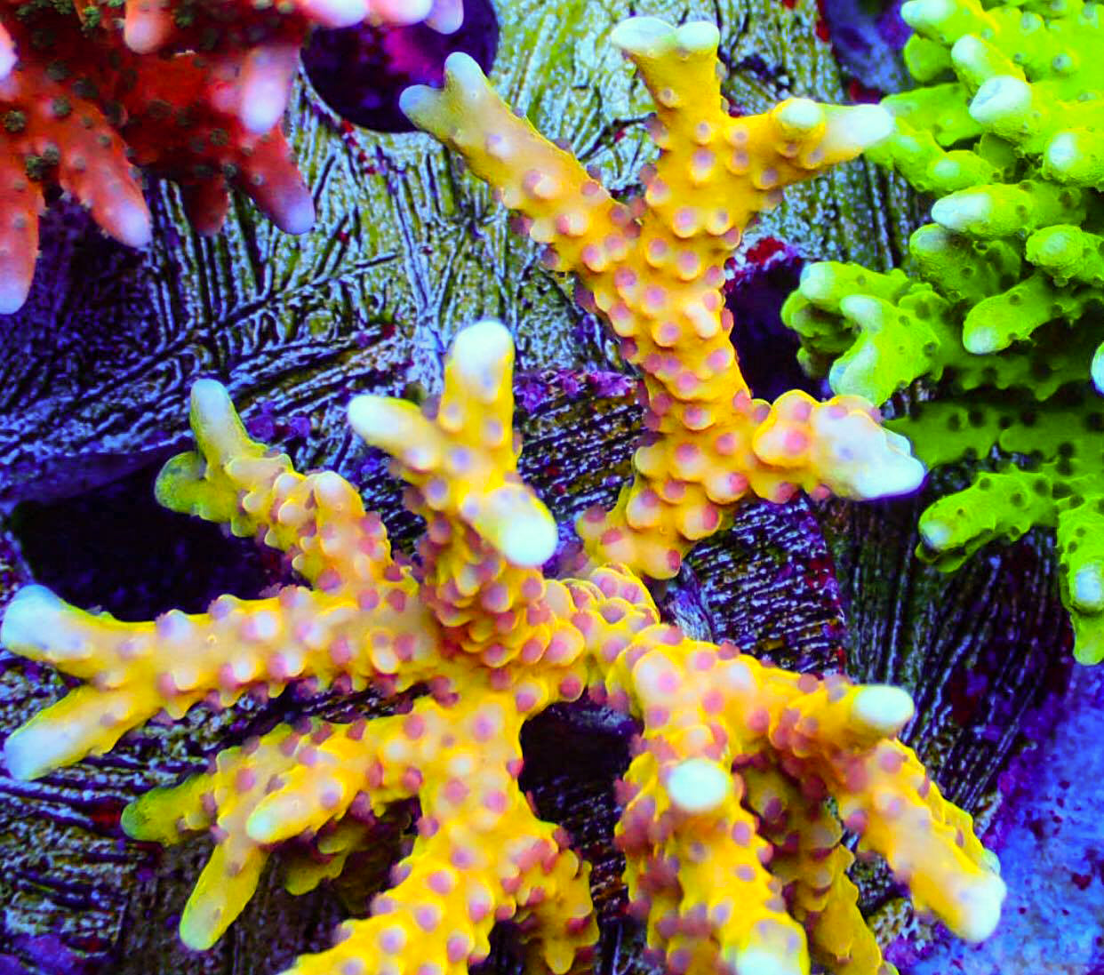 RR Golden Rod Anacropora Sp. Frag