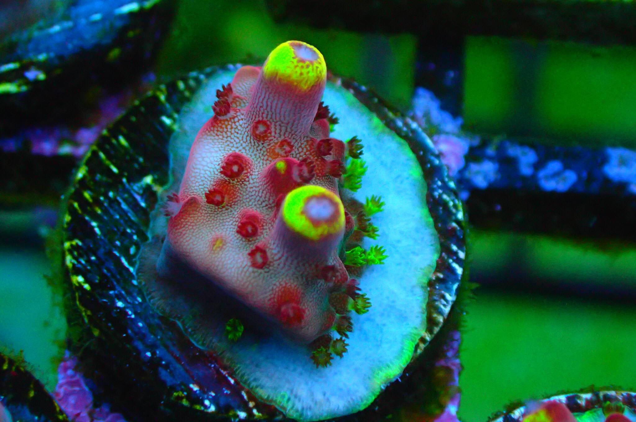 JF Fox Flame Acropora Sp. Frag A83