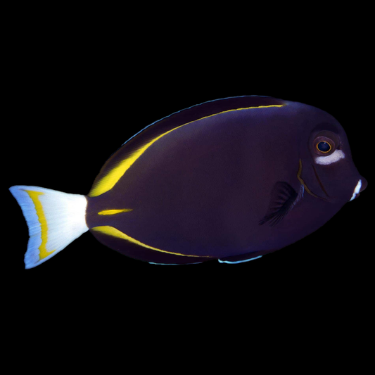 White Cheek Tang