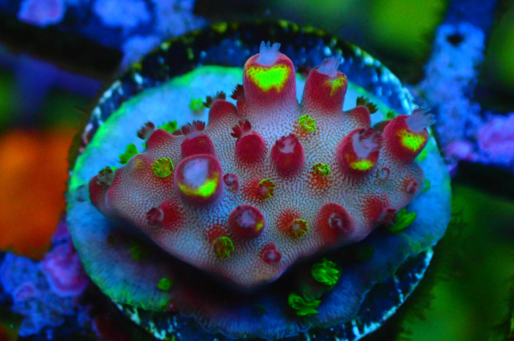 JF Fox Flame Acropora Sp. Frag A83