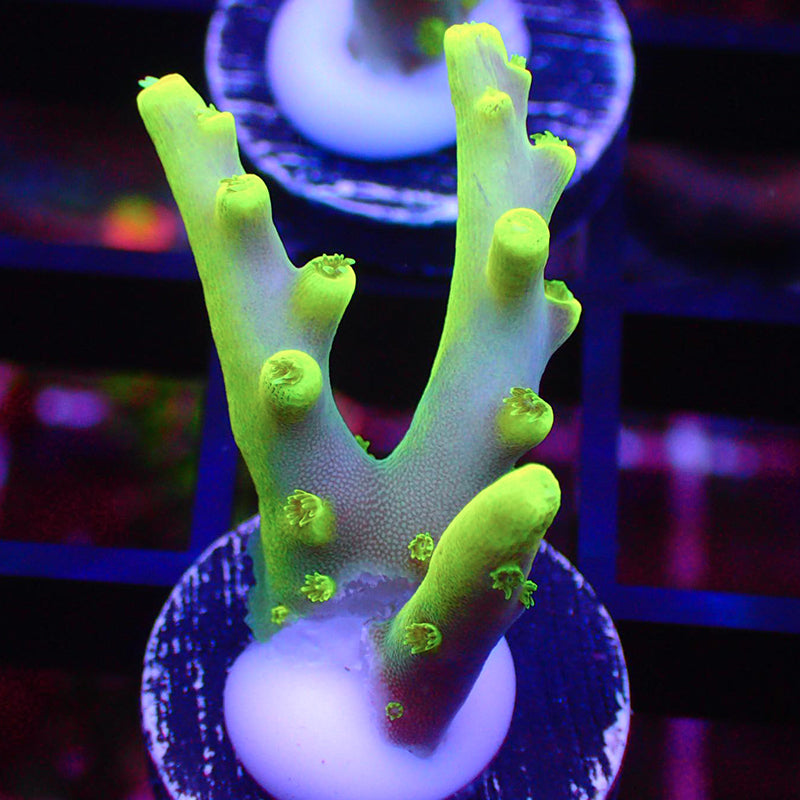 Banana Lokani Acropora Frags A100