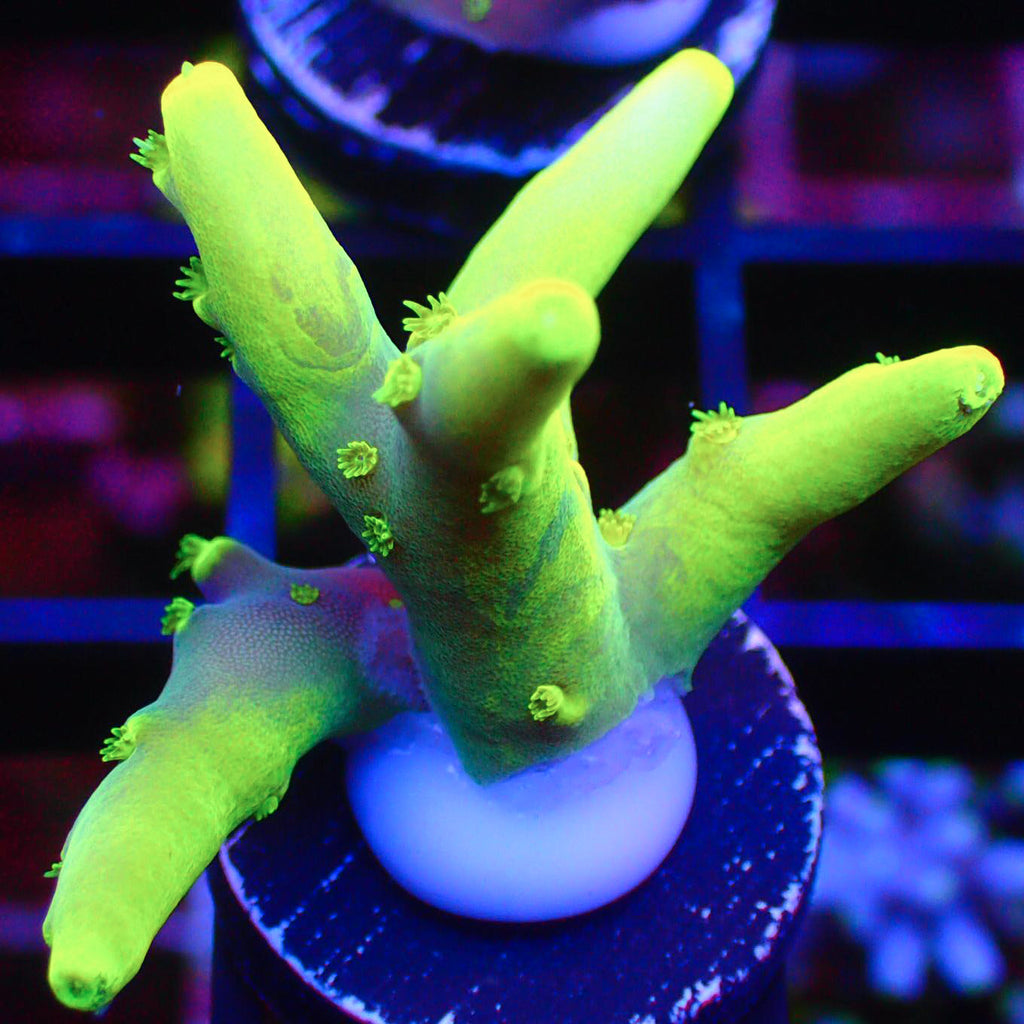 Banana Lokani Acropora Frags A100