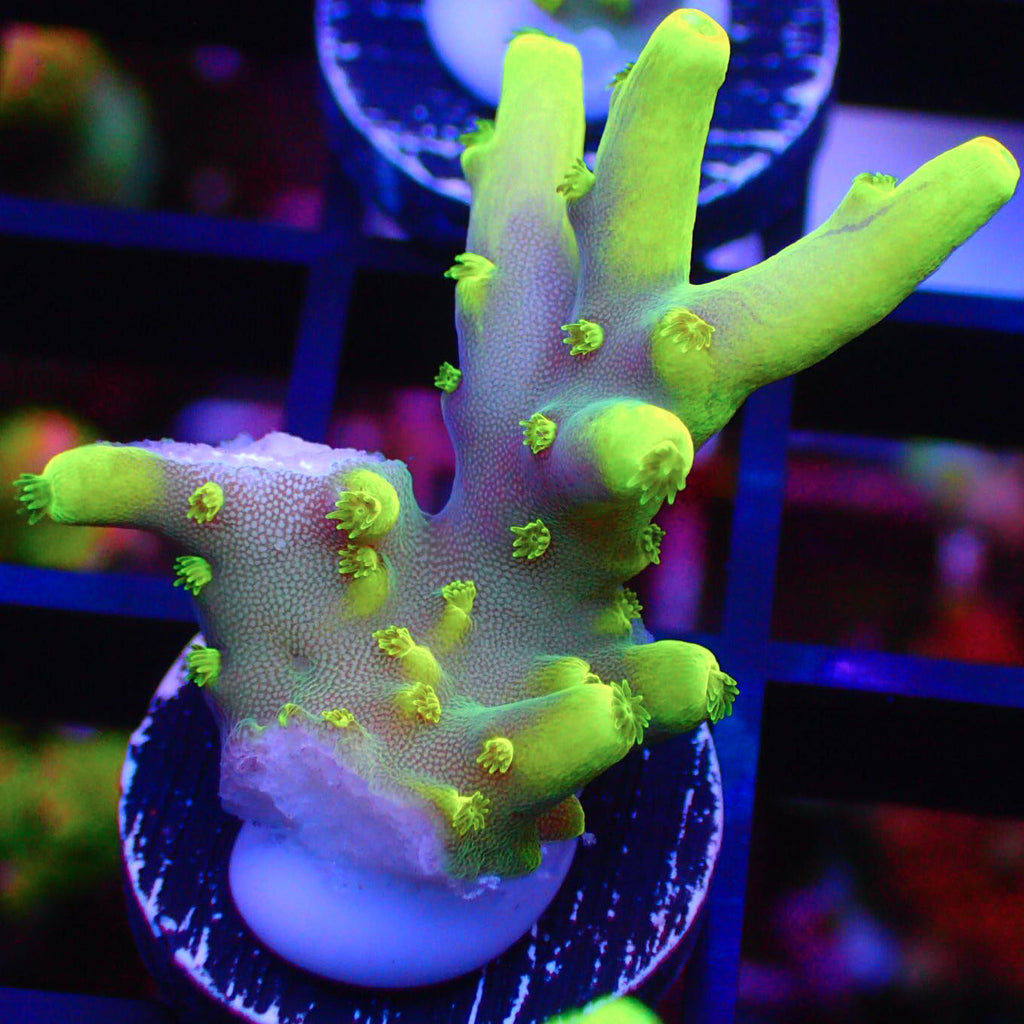 Banana Lokani Acropora Frags A100