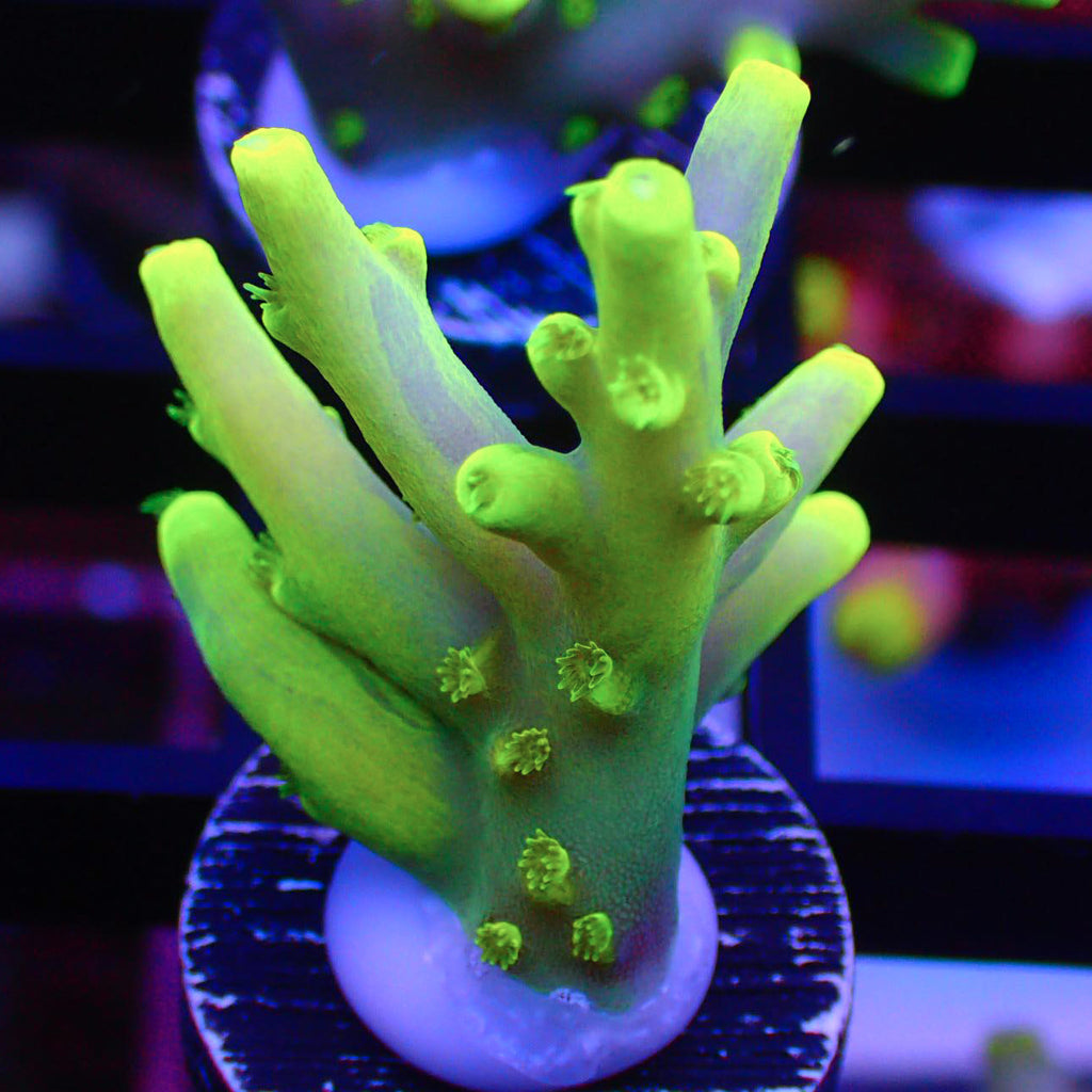 Banana Lokani Acropora Frags A100