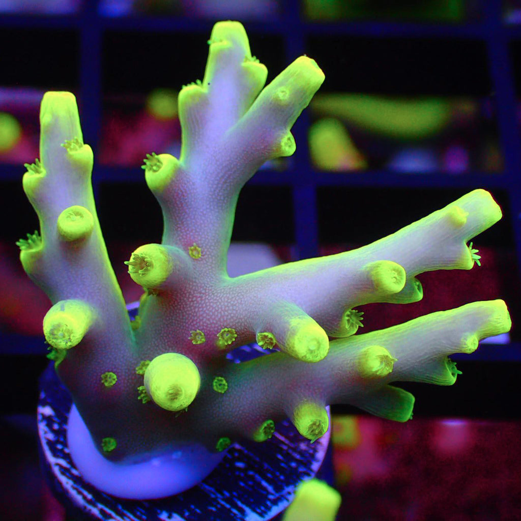Banana Lokani Acropora Frags A100