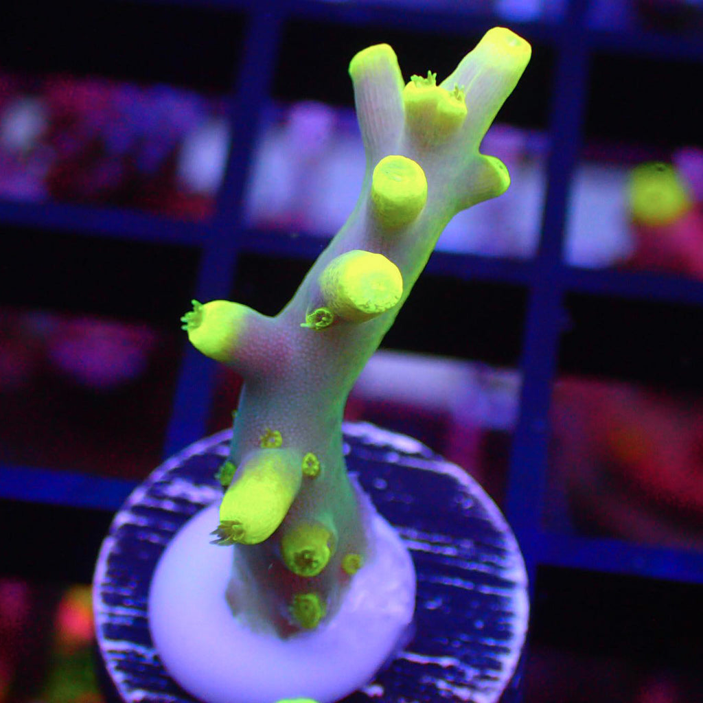Banana Lokani Acropora Frags A100