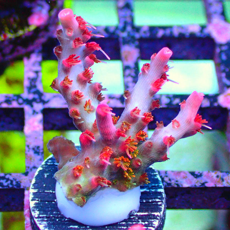 Vivid's Confetti Acropora Sp. – Candy Corals