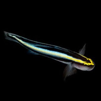 Captive Bred Sharknose Cleaner Goby