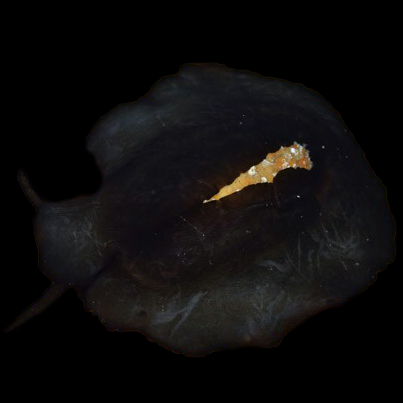 Black Keyhole Limpet