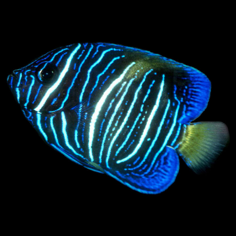 Captive Bred Asfur Angelfish