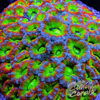 Acan_01