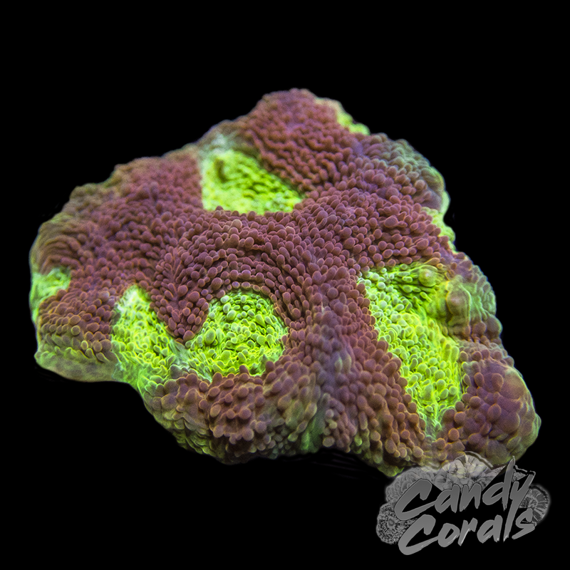 Ultra Rainbow Acan Echinata Frag