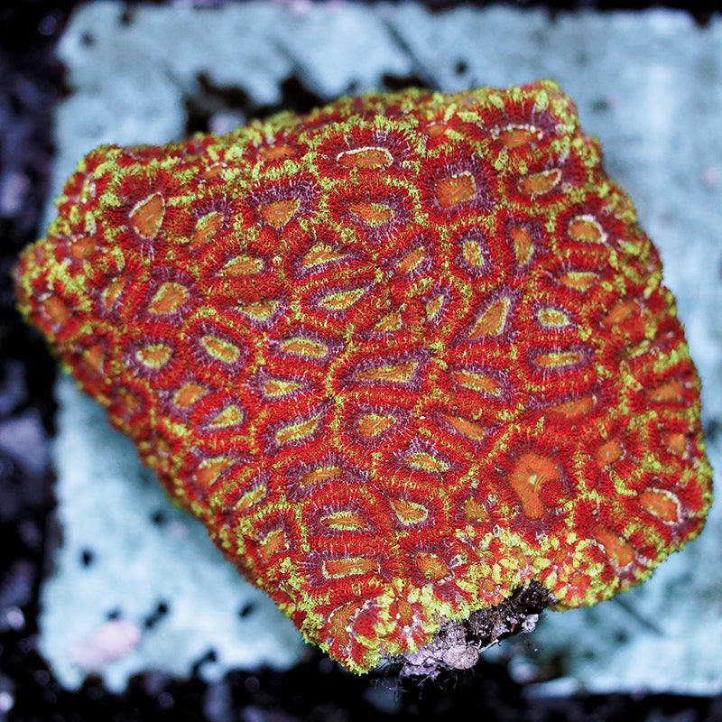 Inferno Acan Micromussa Frag