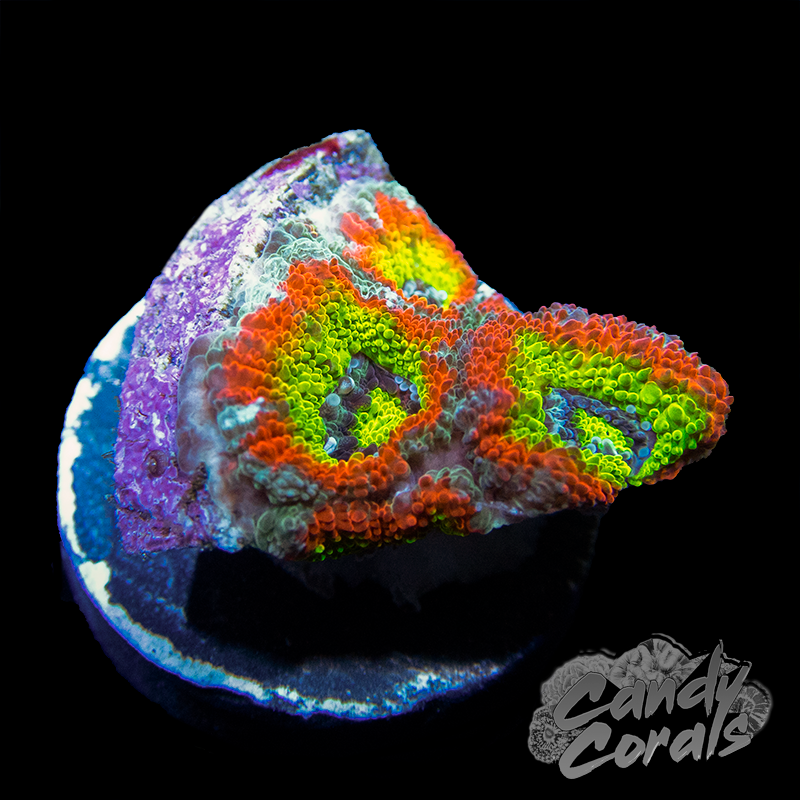 Holy Grail Acan Micromussa Frag B43