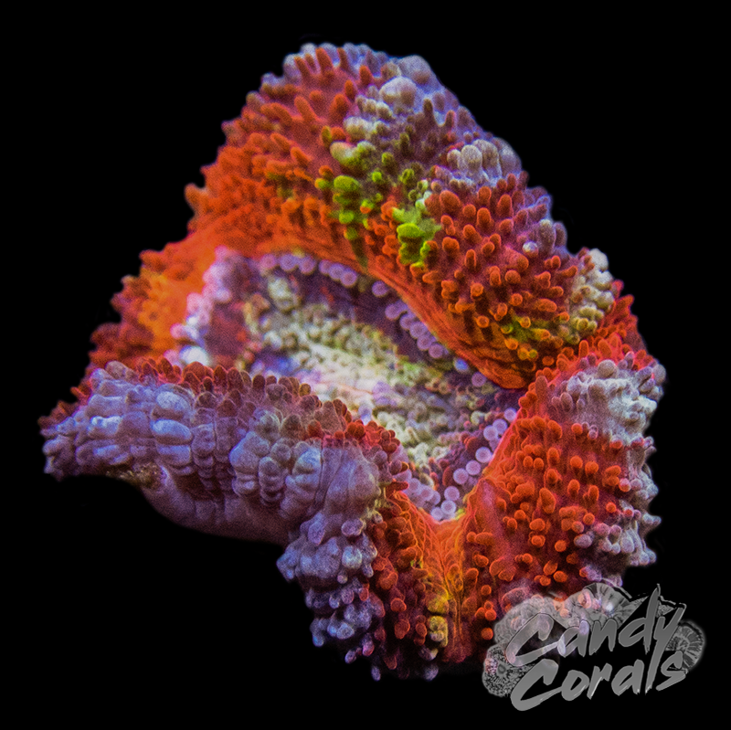 Assorted Single Polyp Ultra Acan Lord - Various Patterns/Colours