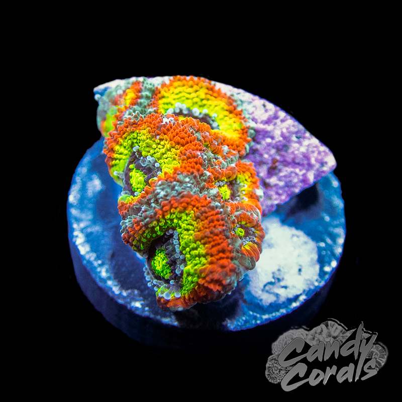 Holy Grail Acan Micromussa Frag B43