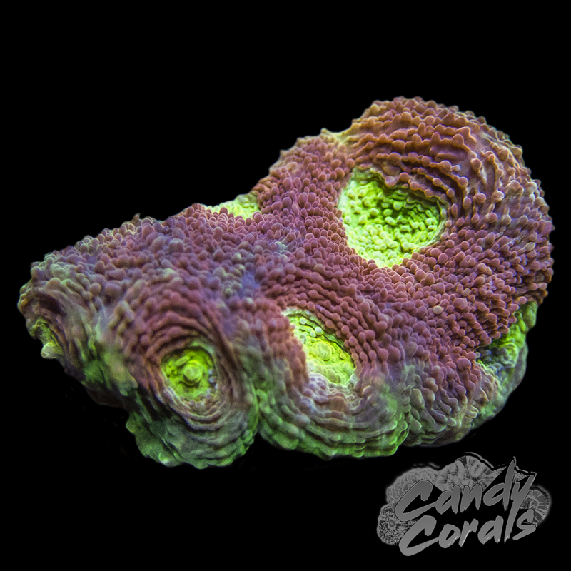 Ultra Rainbow Acan Echinata Frag
