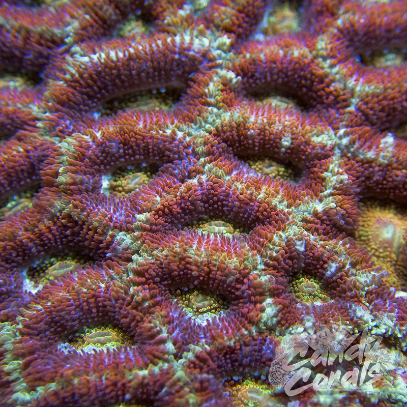 Inferno Acan Micromussa Frag