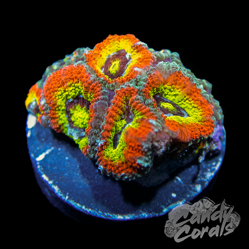 Holy Grail Acan Micromussa Frag B43