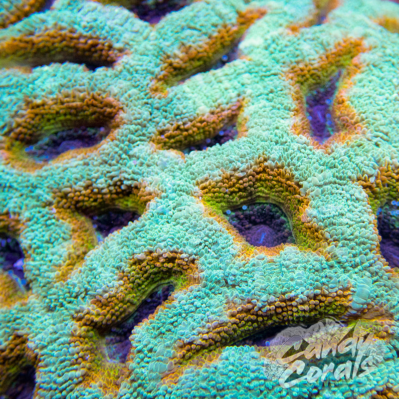 Rainbow Oasis Acan Lord Frag L7