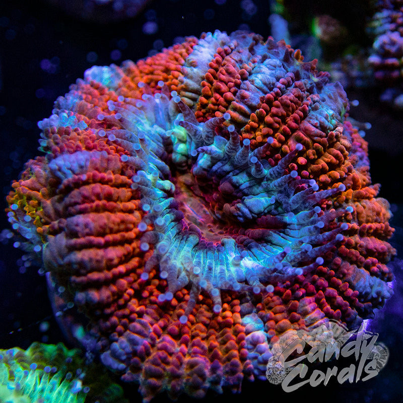 Assorted Single Polyp Ultra Acan Lord - Various Patterns/Colours