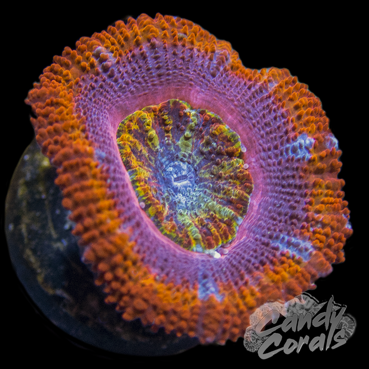 Vivid's Cotton Candy Lord Acan Coral