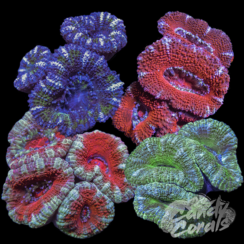Assorted Acan Lord Frag