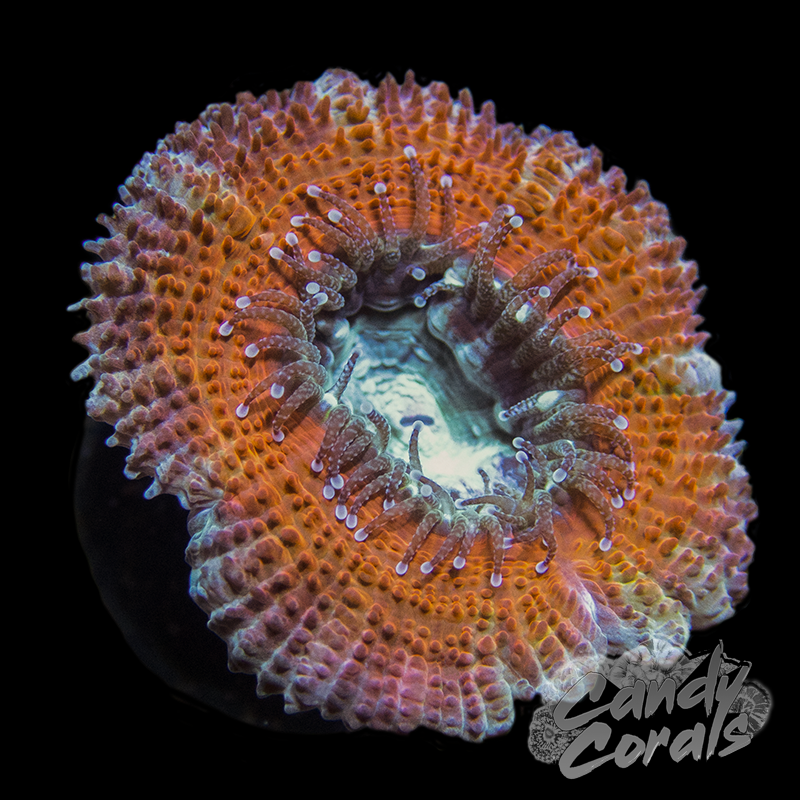 Assorted Single Polyp Ultra Acan Lord - Various Patterns/Colours