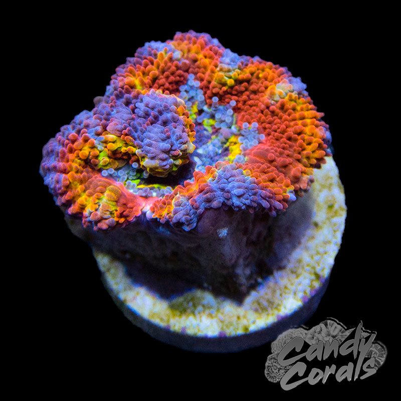 Assorted Single Polyp Ultra Acan Lord - Various Patterns/Colours