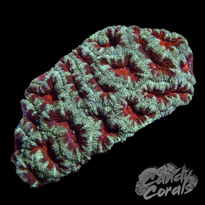 Assorted Red and Green Acan Colony – Candy Corals